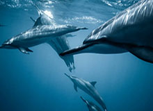 开云体育APP-世界羽联赛事重启 丹麦疫情反弹形势仍不容乐观